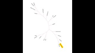 Phylogenetics Lecture 2| tree building steps| DNA vs Protein | Global vs Local sequence alignment