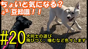 しつけ 犬同士の挨拶とは Mp3