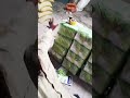 আমার টার্গেট কচুক্ষেতে আল হালচুমু #viral #shortvideo #like #love #lal #