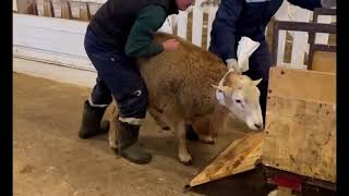 Сколько весит баран-производитель катумской породы овец?