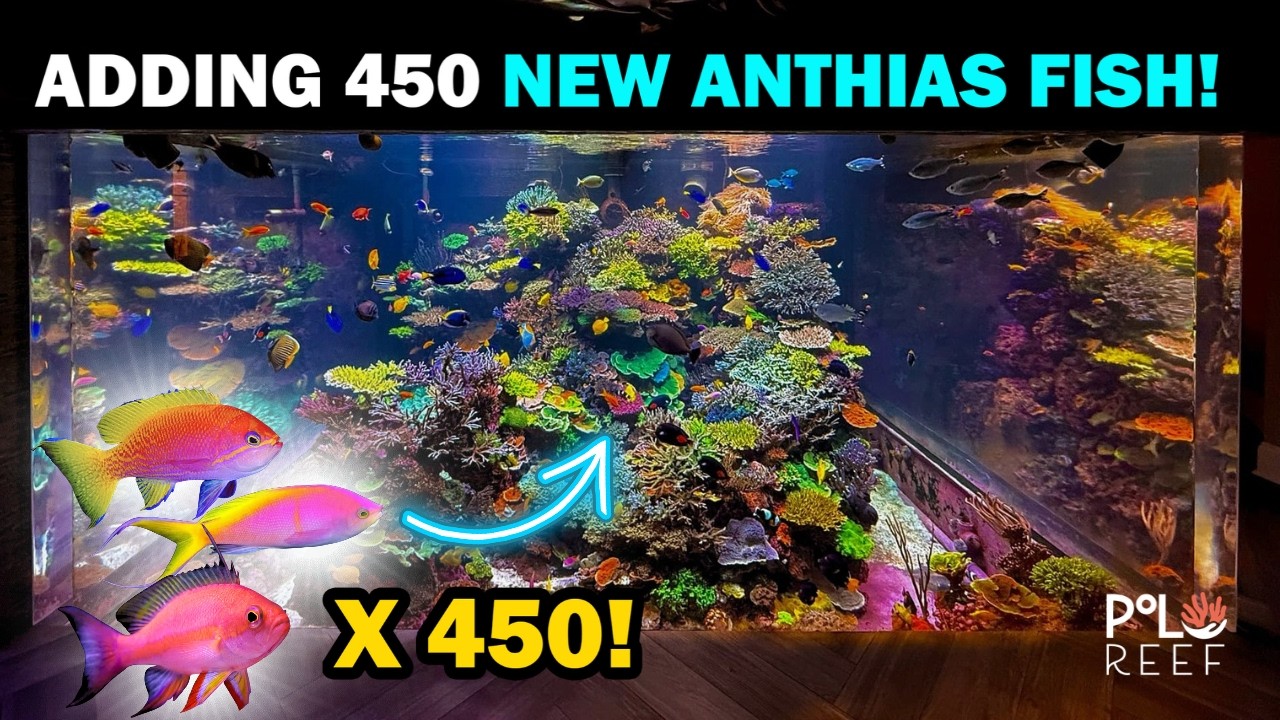 THE ULTIMATE MARINE FISH CHALLENGE! RARE FISH FOR HUGE 17K GALLON REEF TANK!