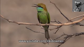 ASIAN GREEN BEE-EATER with calling, Thailand