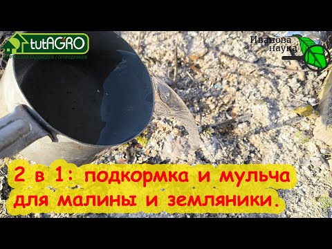 СОШЕЛ СНЕГ - ПОДКОРМИТЕ МАЛИНУ и она завалит вас урожаем. 2 в 1: Подкормка и мульча.