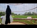Choè than HÓT NHIỀU GIỌNG Chòe than hót kích trống căng lửa | chòe than hót kích bổi nhanh lấy lại