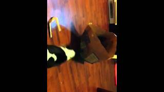 Athena The Bull Terrier And Sebastian