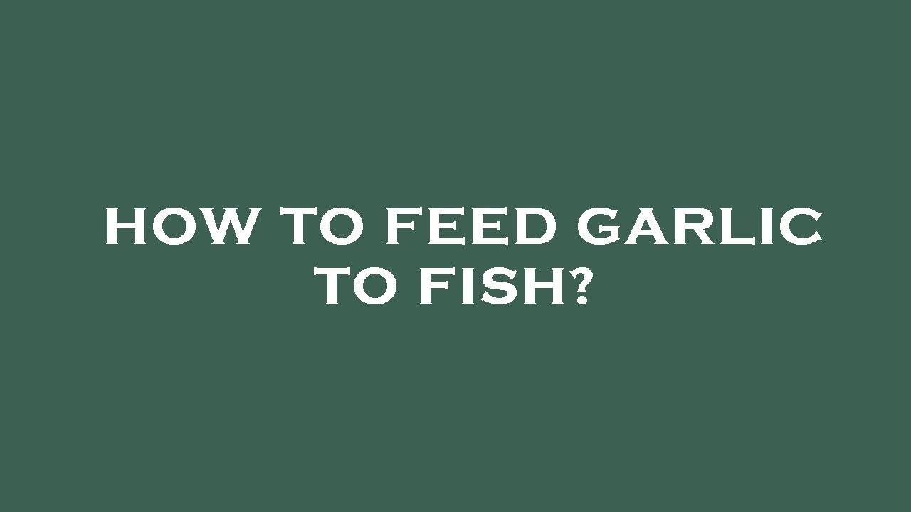 How To Feed Garlic To Fish YouTube how-to-feed-garlic-to-fish-youtube