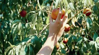 The colors of Luca Guadagnino
