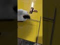 Flat T welding #welding