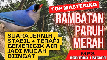MASTERAN RAMBATAN PARUH MERAH SUARA JERNIH & STABIL MUDAH DIINGAT  JEDA 1 MENIT #masteranburung