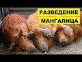 Разведение мангалица как бизнес идея | Венгерская порода свиней мангалица | Сальная порода