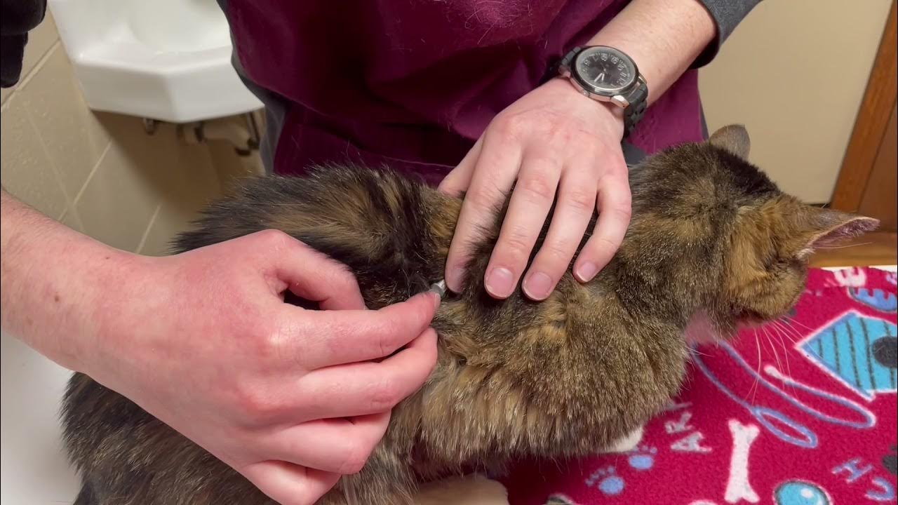 How To Give Your Pet Subcutaneous Fluids YouTube