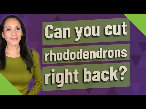 Can you cut rhododendrons right back?