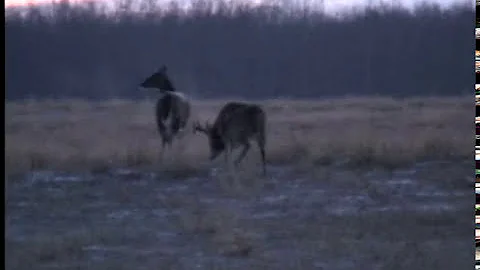 Alberta Whitetail with Keith Dailey