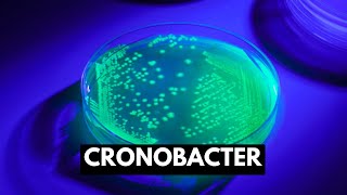 Cronobacter, Causes, Signs and Symptoms, Diagnosis and Treatment.