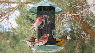 VIDEOS FOR CATS TO WATCH ~ 30 MINUTE BACKYARD BIRD-FEEDER ~ CAT TV