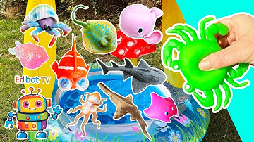 Namen van zeedieren die kinderen kunnen leren in het Toadstool Pool: krab, walvis, zaaghaai, koge...