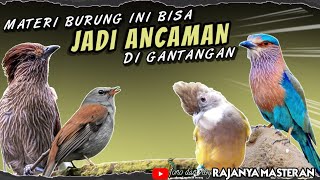 JADI ANCAMAN LAWAN! Burung Masteran Roll Tembak || MASTERAN FULL KASARAN DAN TEMBAKAN RAPAT