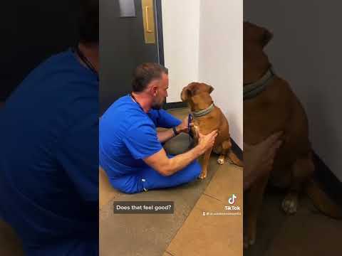 Video: Hur och varför ge en hundmassage: (Din hund vill att du ska läsa detta!)