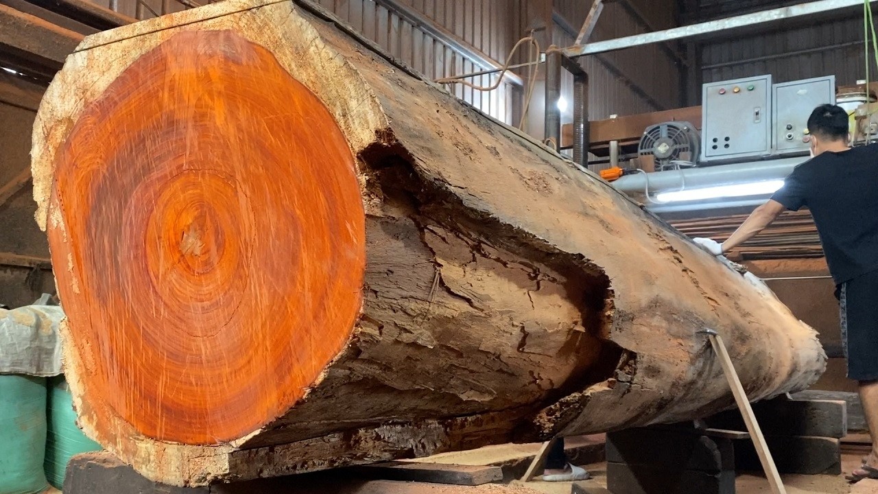 The Most Expensive and Rare Timber is Processed in the Factory -Cutting Million-Dollar Redwood Trees