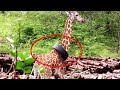Встретив жирафов, парень обомлел от страха,  когда увидел, что на одном из животных висит на шее...