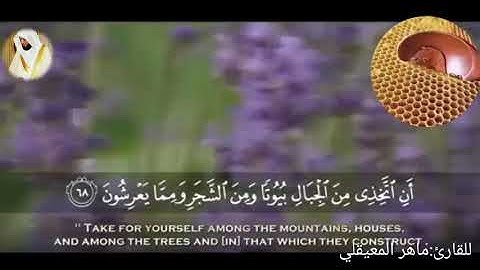 حالات واتس اب جميلة 《 قران كريم 》| {"واوحى ربك الى النحل.."} بصوت: ماهر المعيقلي