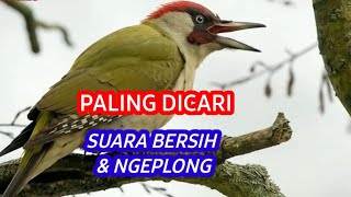 Suara Burung Masteran Satu Jalur, Paling Dicari Kicau Mania