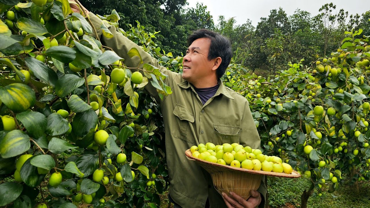 Rural Life - Welcoming the new year with a bountiful apple harvest and new plans for the coming year