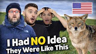British Couple Reacts to Let's Talk About American Coyotes Let S Talk About American Coyotes
