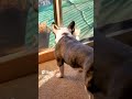 Squirrel isn't even bothered! #Frenchie #Squirrel #FrenchBulldog #Standoff #GoodDog #PureBred #2023