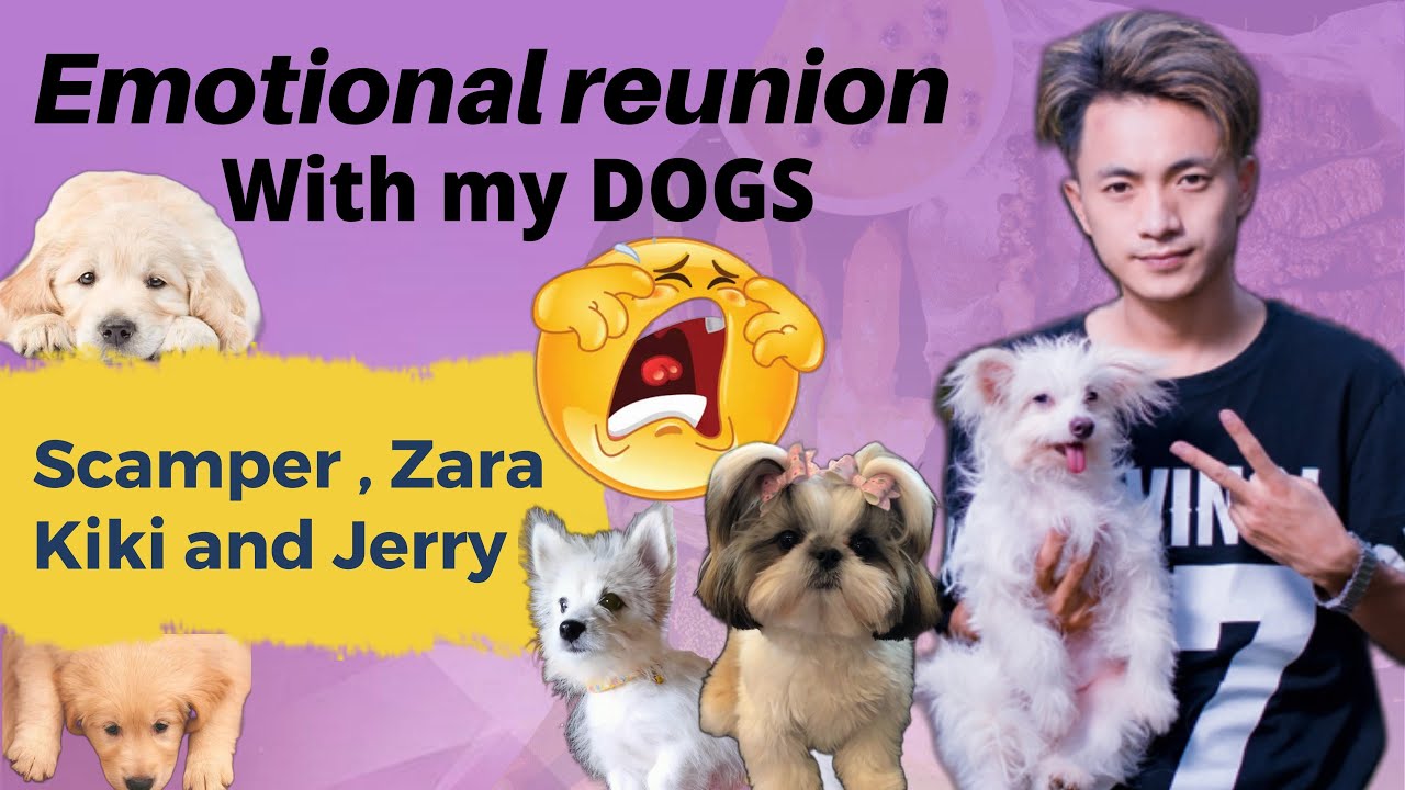 Emotional Reunion with my dogs | - YouTube