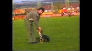 Lurcher training part two, from a pup to lamping, first 12months by TheMrGTsmash 50,273 views 10 years ago 22 minutes