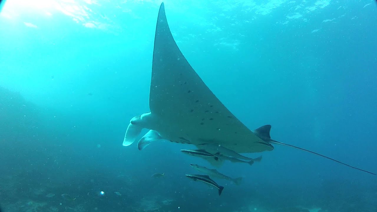 Manta Ray at Julian Rocks with PRO DIVE - YouTube
