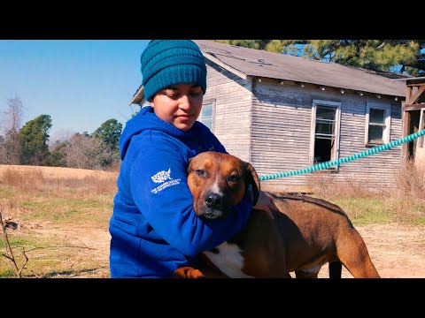 Video: BREAKING NEWS - ASPCA Membantu Dalam Penyitaan Hampir 100 Anjing Dari Florida Puppy Mill