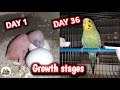 Budgie growth stages | first 36 days From Egg to Adult