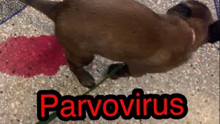 مراحل علاج مرض البارفوا من AإلىZ على جرو مالينوا عمره 36 يوم.  parvovirus