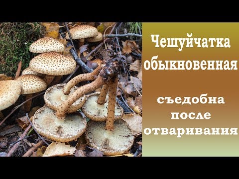 Чешуйчатка обыкновенная  съедобна после отваривания.