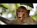 Playful Primates - SAFARI INDIA II