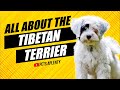 These crazy facts about the tibetan terrier
