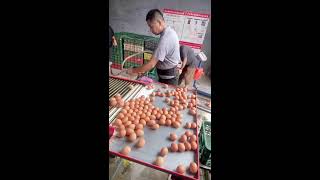 🎵🔴LIVE～Egg Sorting 🥚 2026-07-17