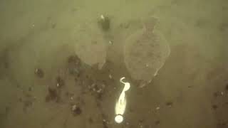 an underwater camera view of fluke actacking gulp