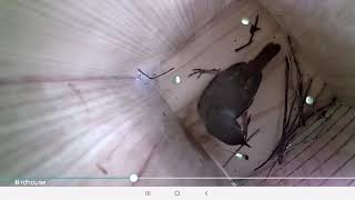House Wren Bird House Nest Building -  Canandaigua NY