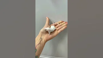 Снимаю как растёт моя мышка😍