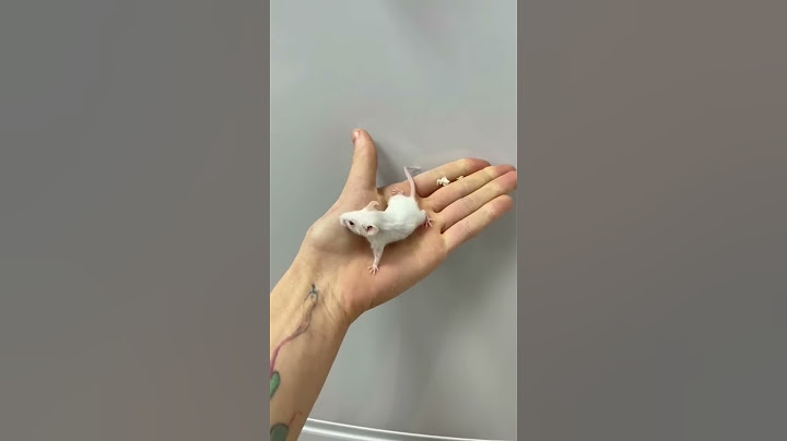 Снимаю как растёт моя мышка😍