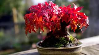 Download Lagu Top Awesome Indoor Forest trees and Flower Compilation MP3