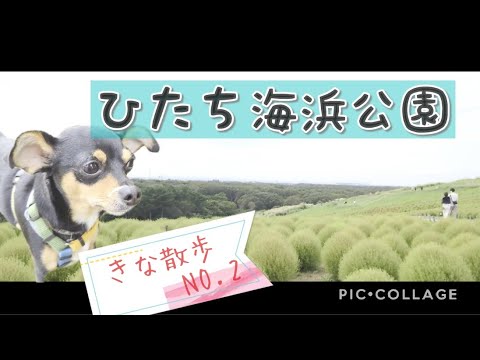 ひたち海浜公園にお出かけ コキア 小さい犬 ワンコジェラート チワピン チワワ ミニピン Youtube ひたち海浜公園にお出かけ コキア 小さい犬 ワンコジェラート チワピン チワワ ミニピン Youtube