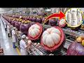 Production Process Of Luxury Mangosteen Juice No One Has Seen | factory automation