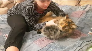 МЕЙНКУН ТАБИ  ПАРИКМАХЕР  MAINE COON TABBY  CRAZY HAIRDRESSER