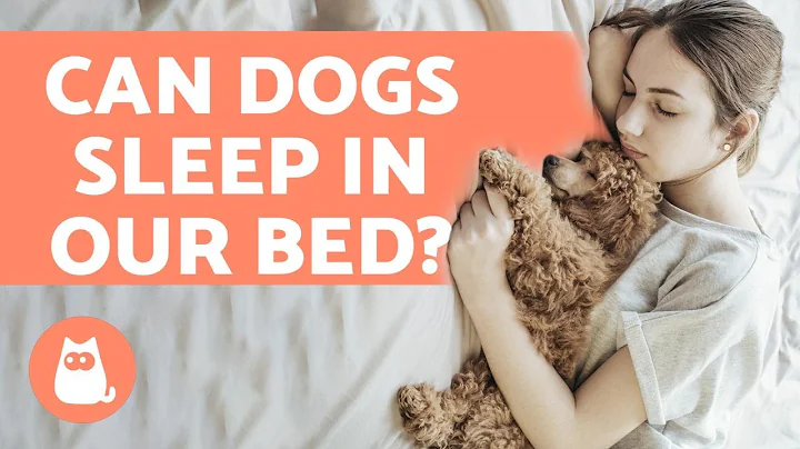 Why Does Your Dog SLEEP With YOU? - 6 Most Common Reasons - DayDayNews