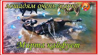 Лошадям очень жарко | Мирта кайфует