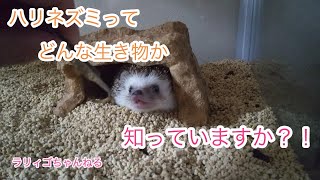 ハリネズミってどんな生き物か知っていますか？！ by ラリィゴ 143 views 1 month ago 1 minute, 58 seconds